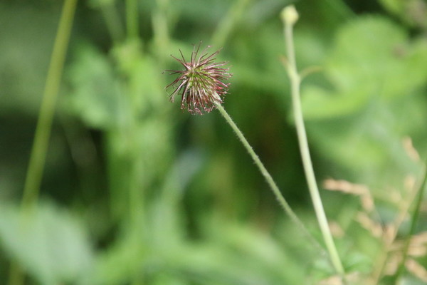 photo of Wood Avens