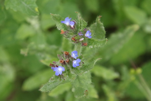 photo of Bugloss