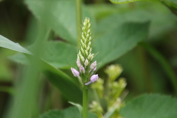 photo of Common Spotted Orchid