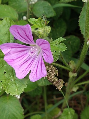 photo of Common Mallow
