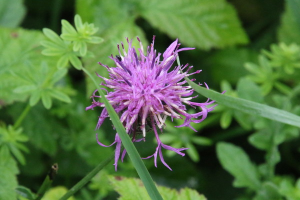 photo of Greater Knapweed
