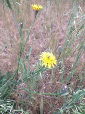 photo of Stinking Hawksbeard