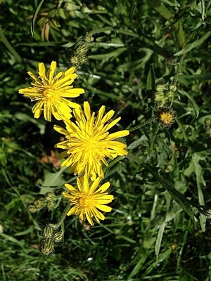 photo of Rough Hawk's Beard