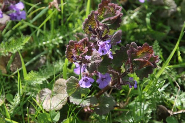 photo of Ground Ivy