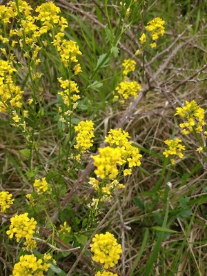photo of Common Winter Cress