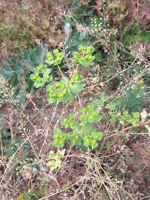 photo of Sun Spurge