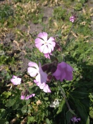photo of Red Campion