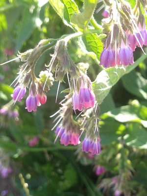 photo of Common Comfrey