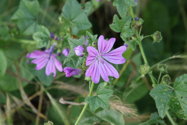 photo of Common Mallow