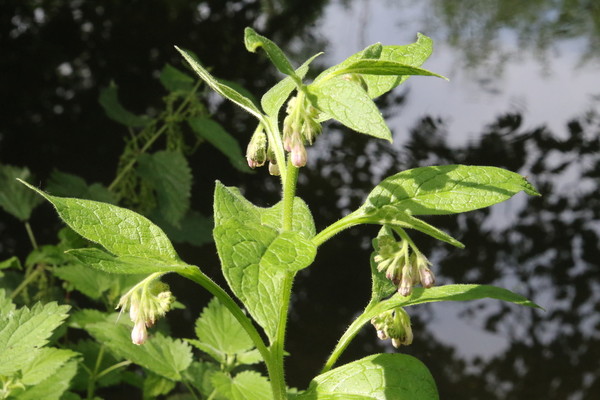 photo of Common Comfrey