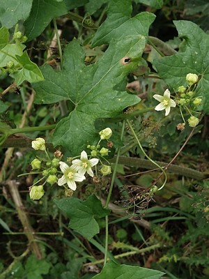 photo of White Bryony