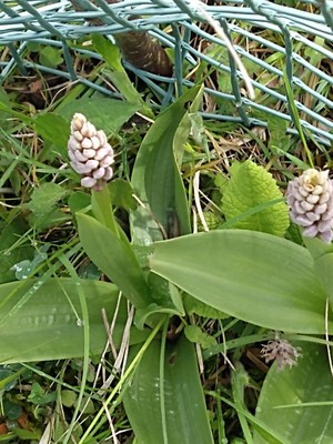 photo of Military Orchid