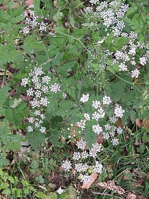 photo of Rough Chervil