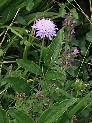 photo of Field Scabious