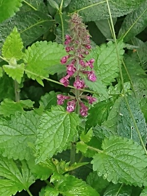 photo of Hedge Woundwort