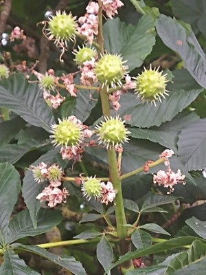 photo of Horse Chestnut