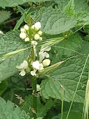 photo of White Dead Nettle