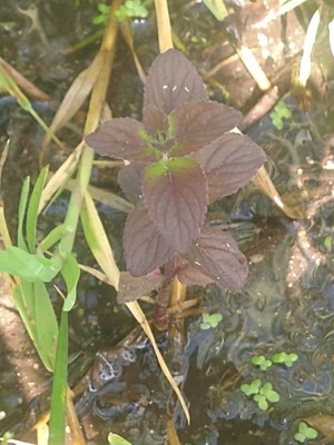 photo of Water Mint