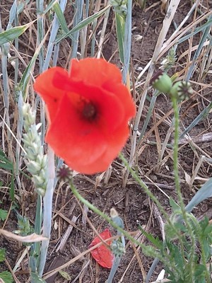photo of Common Poppy