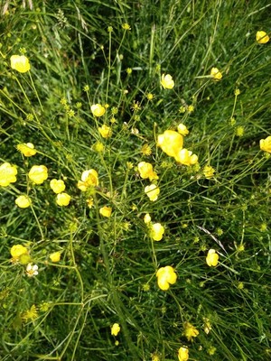 photo of Meadow Buttercup