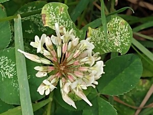 photo of White Clover