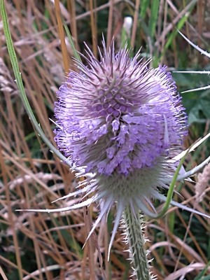 photo of Teasel