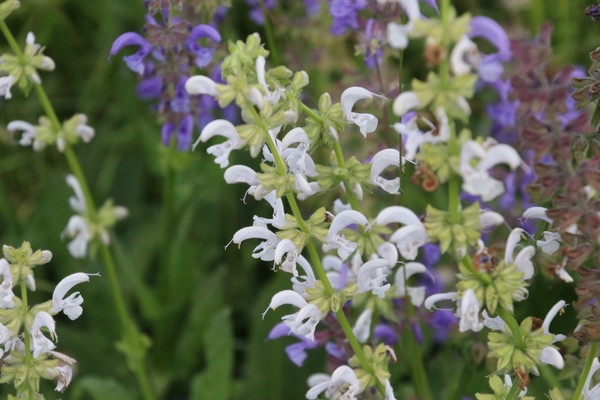 photo of Meadow Clary