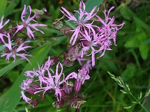photo of Ragged Robin