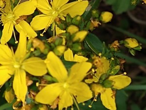 photo of Hairy St John's Wort