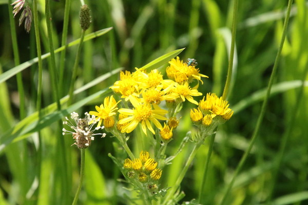 photo of Ragwort