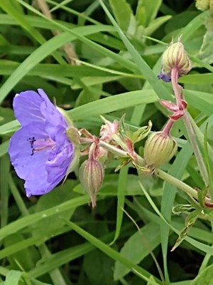 photo of Meadow Crane's Bill