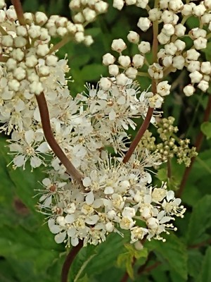 photo of Meadowsweet