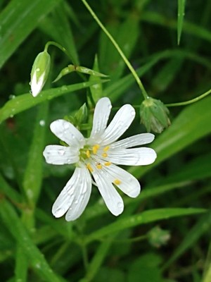 photo of Greater Stitchwort
