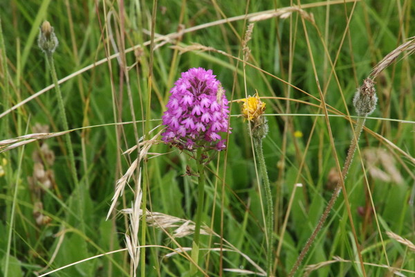 photo of Pyramidal Orchid