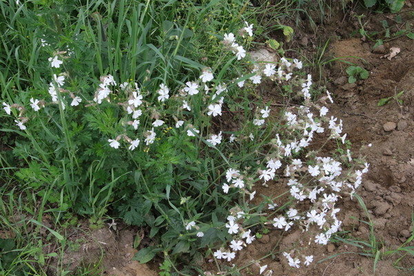 photo of White Campion