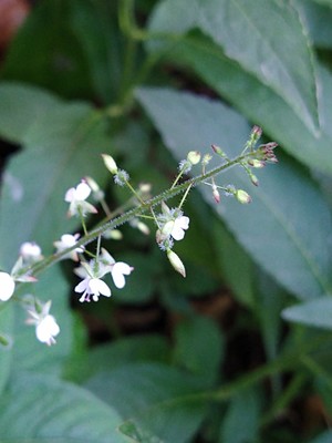 photo of Enchanter's Nightshade