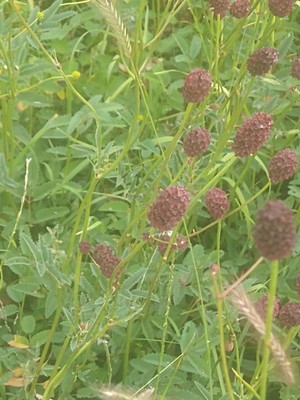 photo of Great Burnet