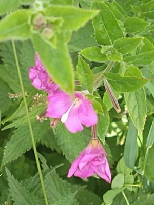 photo of Great Willowherb