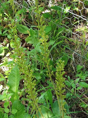 photo of Common Twayblade
