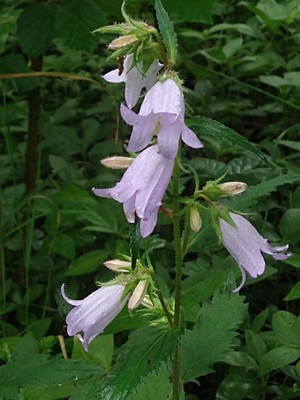photo of Nettle Leaved Bellflower