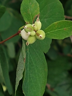 photo of Snowberry