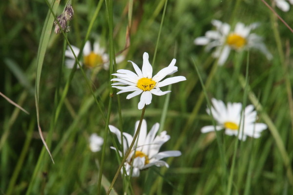 photo of Oxeye Daisy