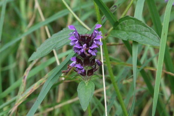 photo of Selfheal