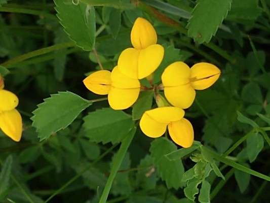photo of Bird's Foot Trefoil