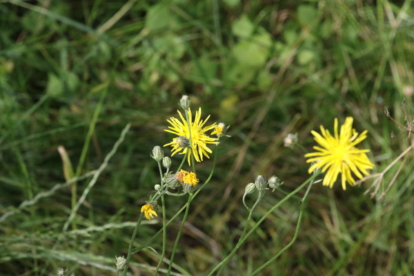 photo of Rough Hawk's Beard