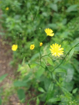 photo of Nipplewort