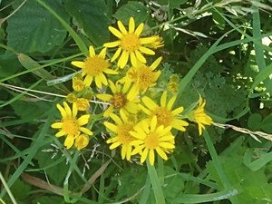 photo of Ragwort