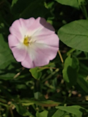 photo of Field Bindweed