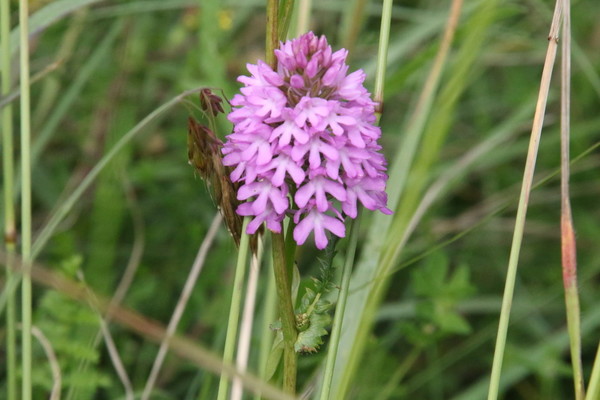 photo of Pyramidal Orchid