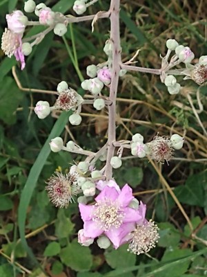 photo of Elm Leaved Bramble